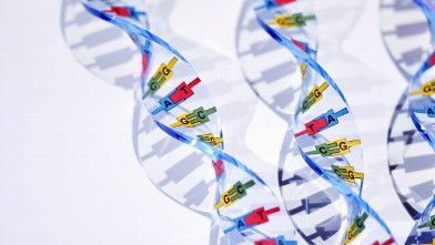 PHOTO: DNA double helix models are seen.