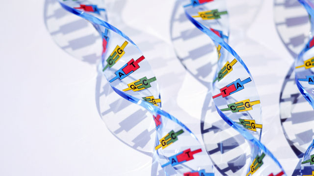 PHOTO: DNA double helix models are seen.