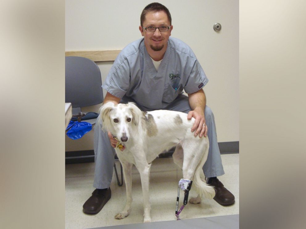 PHOTO: Sally, a 6-year-old Saluki was found in Iraq by an American soldier and was brought to the U.S. for treatment for a damaged hind leg. She received an implant about four years ago. The vegetarian who performed her surgery adopted her. 