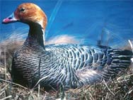 Emperor Goose