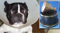 Photo: Twelve Bizarre Pet Accidents Vie For First &acirc;??Hambone Award&acirc;??: Public to Vote for Year&acirc;??s Most Unusual Pet Health Insurance Claim