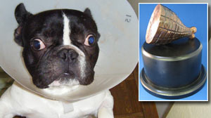 Photo: Twelve Bizarre Pet Accidents Vie For First â??Hambone Awardâ??: Public to Vote for Yearâ??s Most Unusual Pet Health Insurance Claim