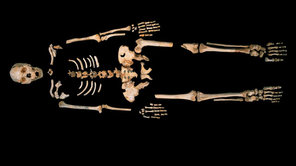 PHOTO: The skeleton of a Homo heidelbergensis from Sima de los Huesos, a unique cave site in Northern Spain.