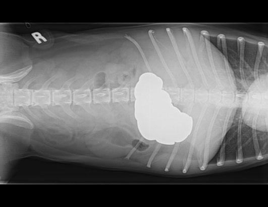 Dog Swallows 111 Pennies