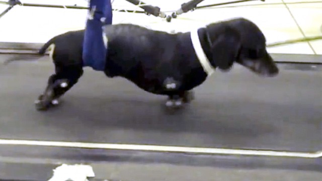 PHOTO: Dog on treadmill