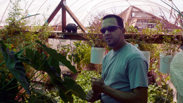 PHOTO: Dennis McClung of Mesa, Ariz., is prepared for Dec. 12, 2012 -- the end of the world -- with a closed-system garden and tilapia pond.