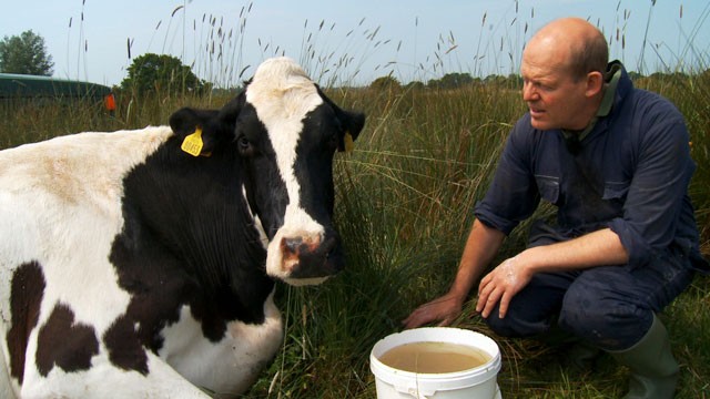PHOTO: Uk farmer Stephen Hook has a special bond with his cow Ida.
