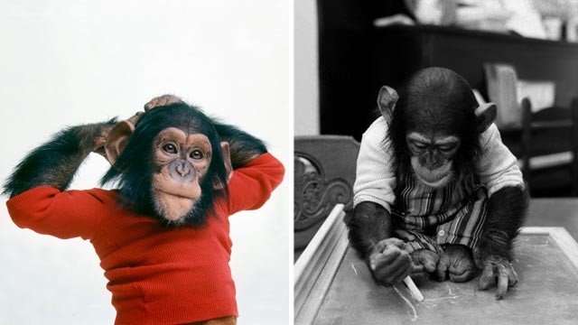 PHOTO: Nim Chimpsky was raised as human and learned to use sign language.