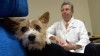 PHOTO: Dr. Nicholas Dodman founded the Animal Behavior Center at Tufts University near Boston and strongly believes prescription medication can help save the lives of pets with behavioral problems.