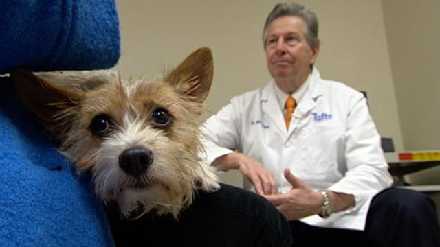 PHOTO: Dr. Nicholas Dodman founded the Animal Behavior Center at Tufts University near Boston and strongly believes prescription medication can help save the lives of pets with behavioral problems.