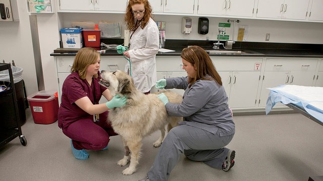PHOTO: Rowdy, 8-year-old Great Pyrenees dog