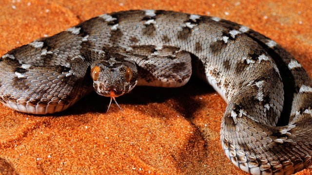 PHOTO: Saw-scaled viper (Echis carinatus) in Arabia and South Asia is the source of tirofiban (Aggrastat®) one of the cornerstone drug for the treatment of the most lethal types of heart attacks.