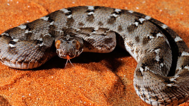 PHOTO: Saw-scaled viper (Echis carinatus) in Arabia and South Asia is the source of tirofiban (Aggrastat®) one of the cornerstone drug for the treatment of the most lethal types of heart attacks.