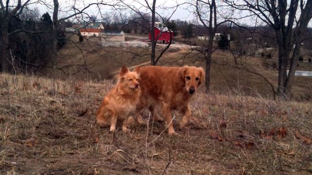 PHOTO: Mr. Jones and Cowboy now frolic pain-free after undergoing stem cell treatments.