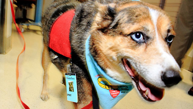 PHOTO: Spirit has been trained as a pet enrichment therapy dog, a role he takes seriously in the palliative care unit at Montifiore Medical Center in the Bronx in New York City as seen here in this undated handout photo.