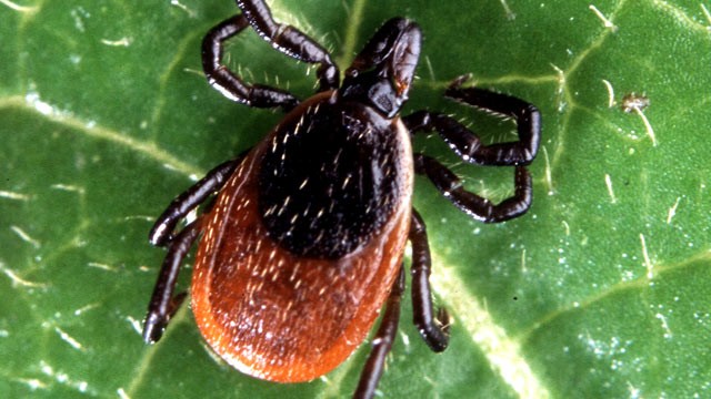 PHOTO: When it comes to summer bug bites, some are more dangerous than others.