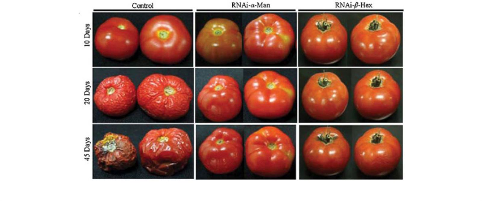 Organic food vs gm food essay