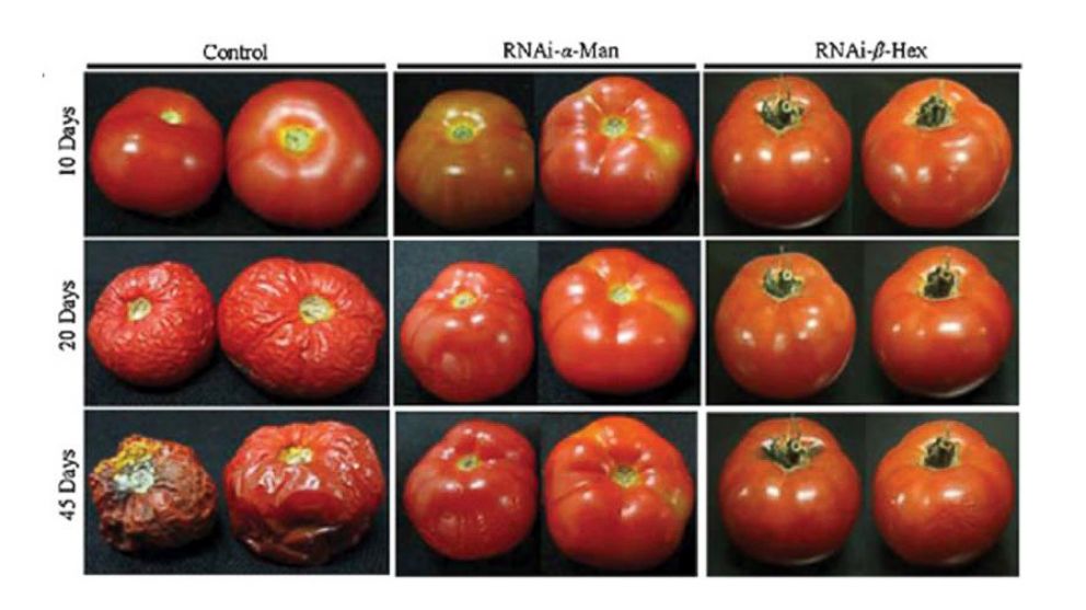 Organic vs genetically modified food