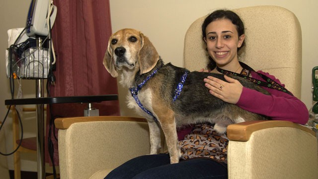 PHOTO: Beagle Reduces MRI Anxiety, Researchers Say
