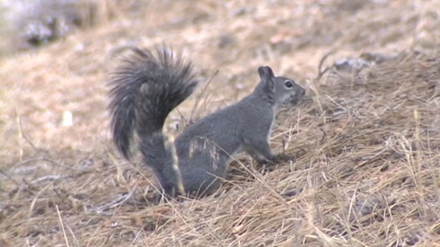 VIDEO: L.A. County health officials have closed Table Mountain Campgrounds for at least a week.