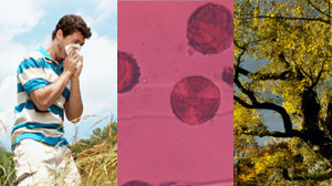 maple pollen