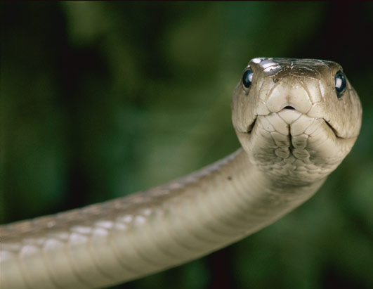 Snakes
