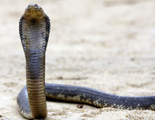 snake in egypt