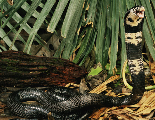 Snakes