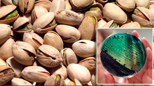PHOTO Food safety inspectors say a California plant at the center of a salmonella scare knew some of its pistachios were tainted but continued shipping nuts for another six months.