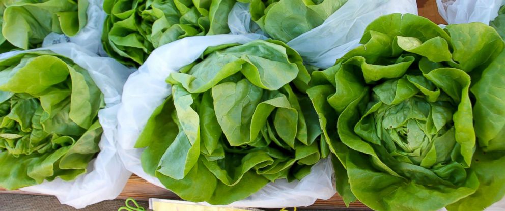 PHOTO: Romaine lettuce for sale.