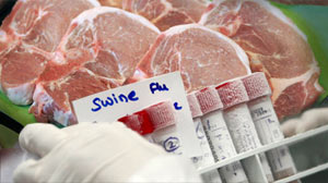 swine flu