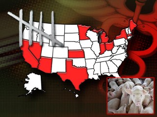Swine flu numbers