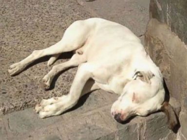 Move Over Sochi Strays: These Homeless Dogs Will Melt Your Heart