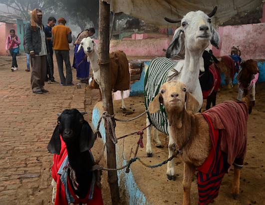 Today in Pictures: Dec. 27, 2012