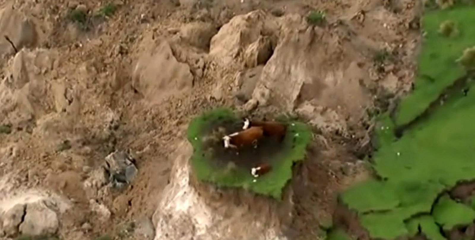 VIDEO: 7.8 Magnitude Quake in New Zealand Leaves Cows Stranded on Small Island of Grass