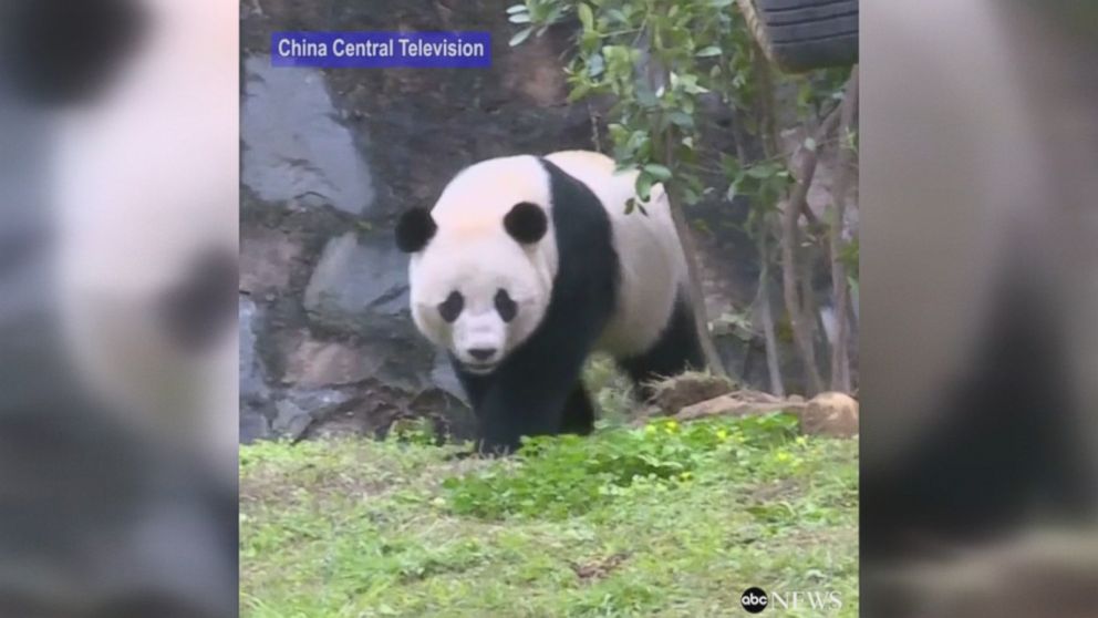 WATCH:  Giant panda Bao Bao enjoys new home in China