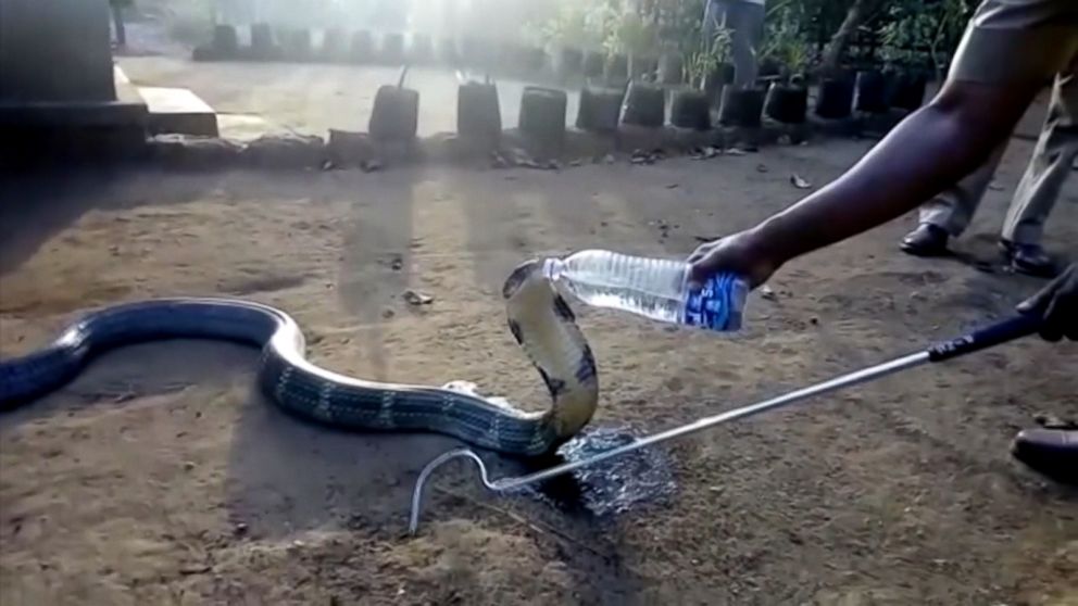 WATCH:  Thirsty cobra in India calmly accepts drink from villager