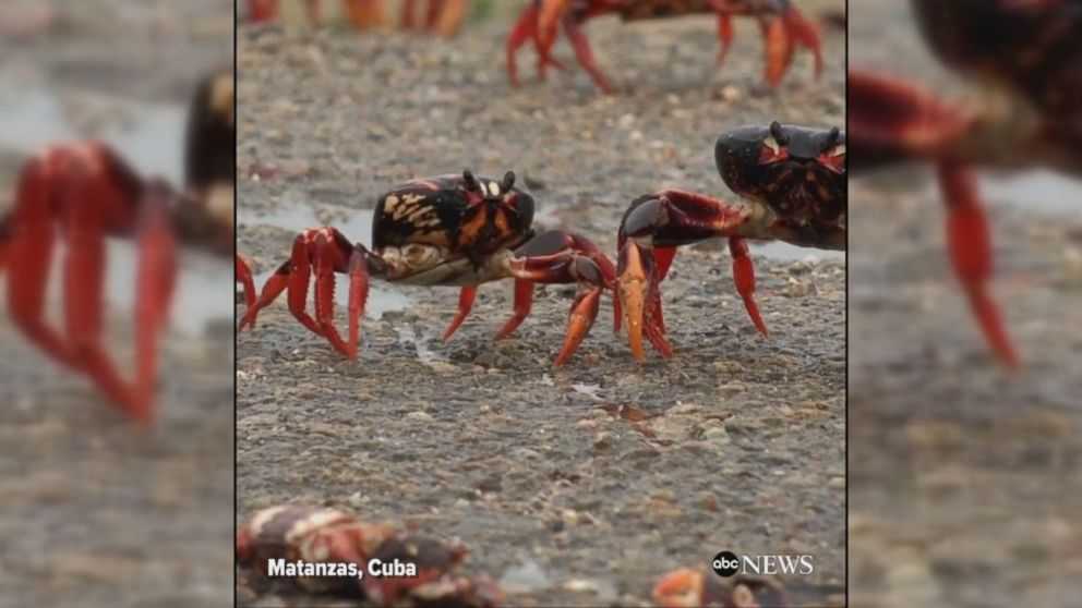 WATCH:  Millions of crabs invade Cuba's Bay of Pigs