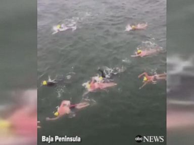 WATCH: Athletes swim across US-Mexico border in show of support for immigrants