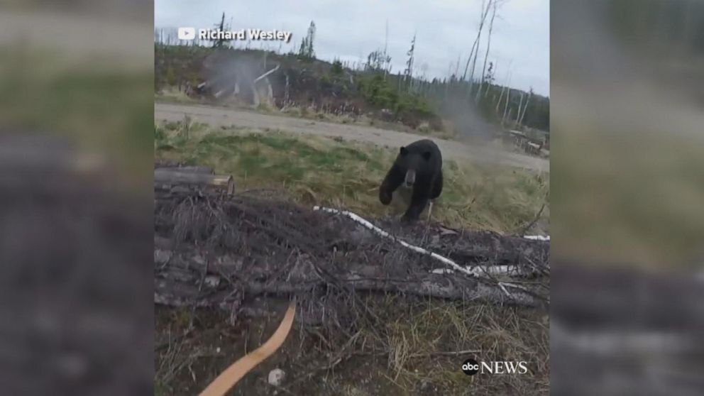 Black bear attacks hunter in terrifying video Video - ABC News