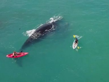 WATCH: Kayakers' close call with whale and her calf