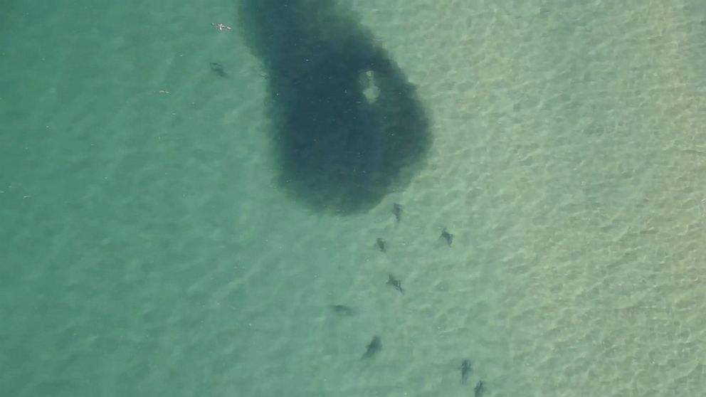 Large Number Of Sharks Spotted Near Australias Beaches World Is Crazy 2088