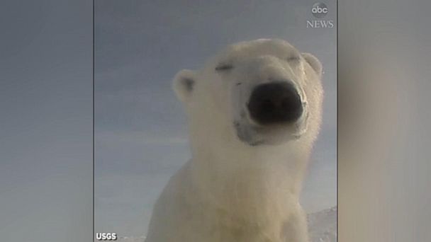 New ESl lesson plans - Secret lives of polar bears revealed