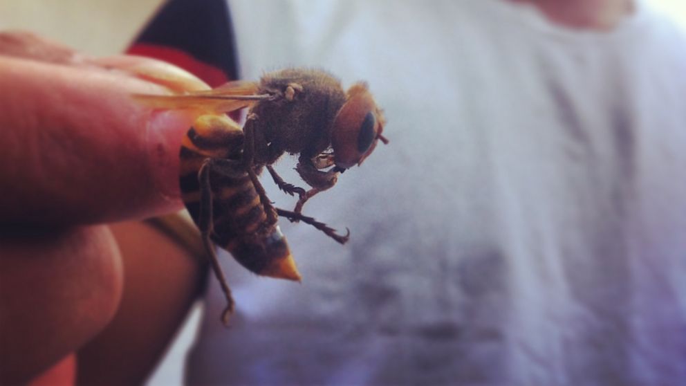 Tracking Giant Hornets That Have Killed At Least 42 People
