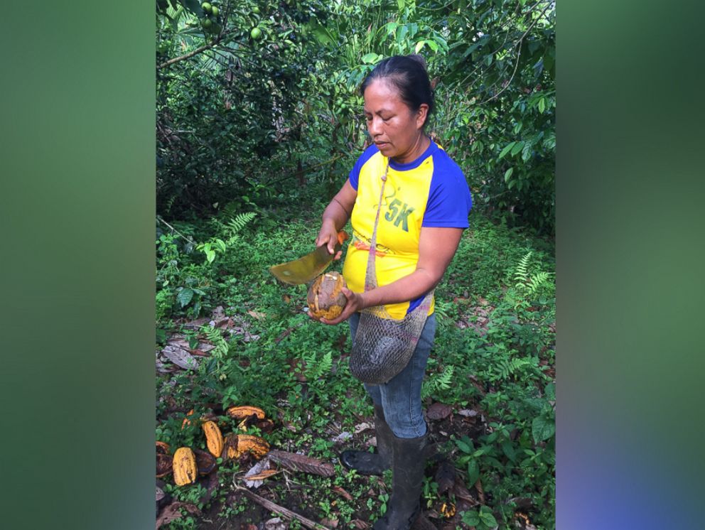 PHOTO: Among the 3,000 farmers harvesting the leaves is a woman named Ruth, who cuts bales of Guayusa leaves with a machete every day.