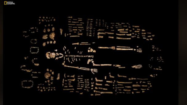PHOTO: This photo provided by National Geographic from their October 2015 issue shows a composite skeleton of Homo naledi recovered from the Rising Star cave in South Africa.