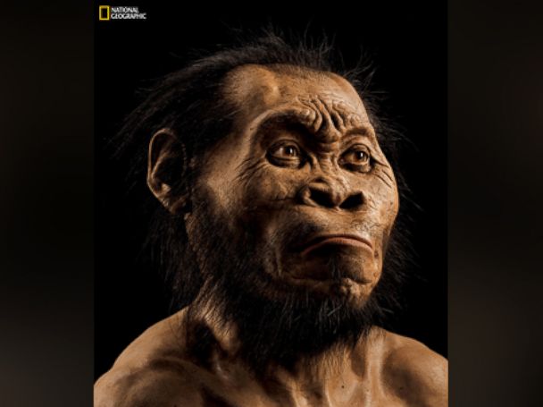 PHOTO: This March 2015 photo provided by National Geographic from their October 2015 issue shows a reconstruction of Homo naledis face by paleoartist John Gurche at his studio in Trumansburg, N.Y.