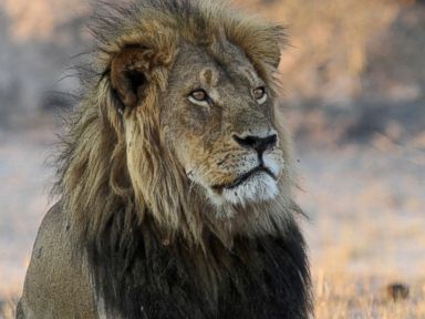 Plight of African Lions Persists 1 Year After Cecil Killing