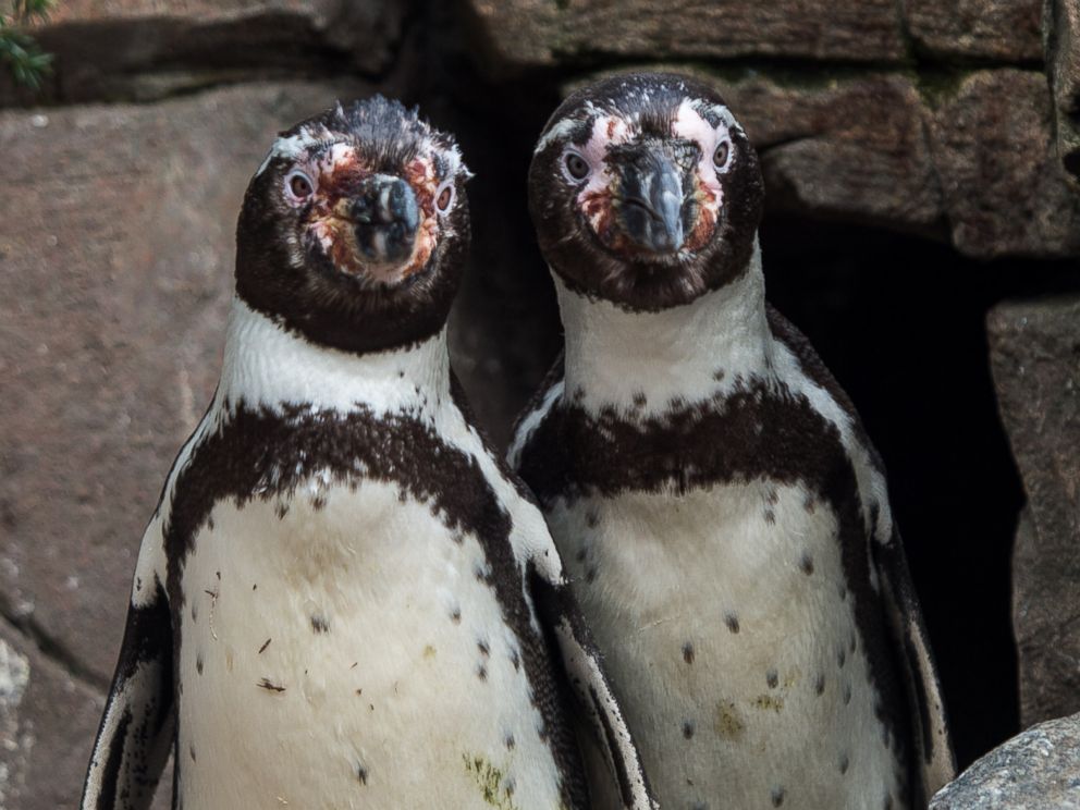 Gay Penguins In Germany 70