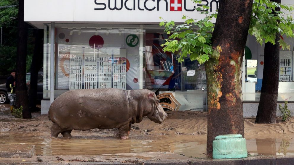 Animals Escape Zoo After Flash Flood - ABC News